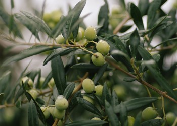 Ladera and Olive Oil