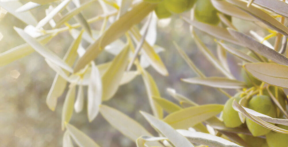 Olive tree varieties of Cyprus