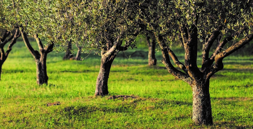 The Olive Tree in Cyprus