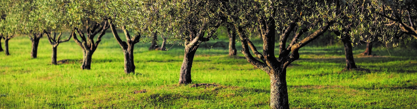 The Olive Tree in Cyprus