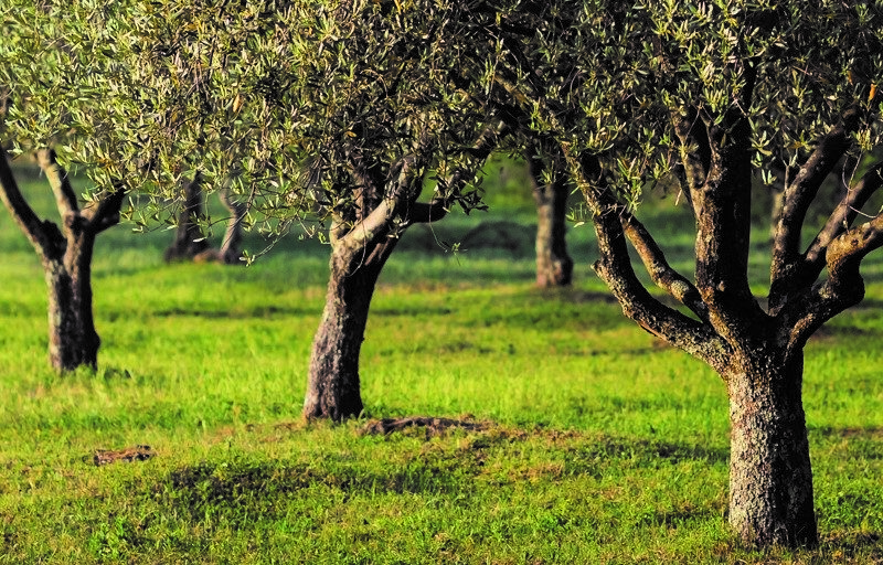 The Olive Tree in Cyprus